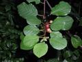 Rhamnus frangula ، glossy buckthorn ، breaking buckthorn